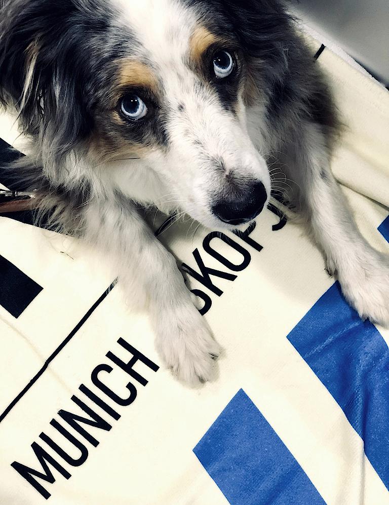 Foto: Büro Hund Henry liegt auf einem SNK-Strandhandtuch