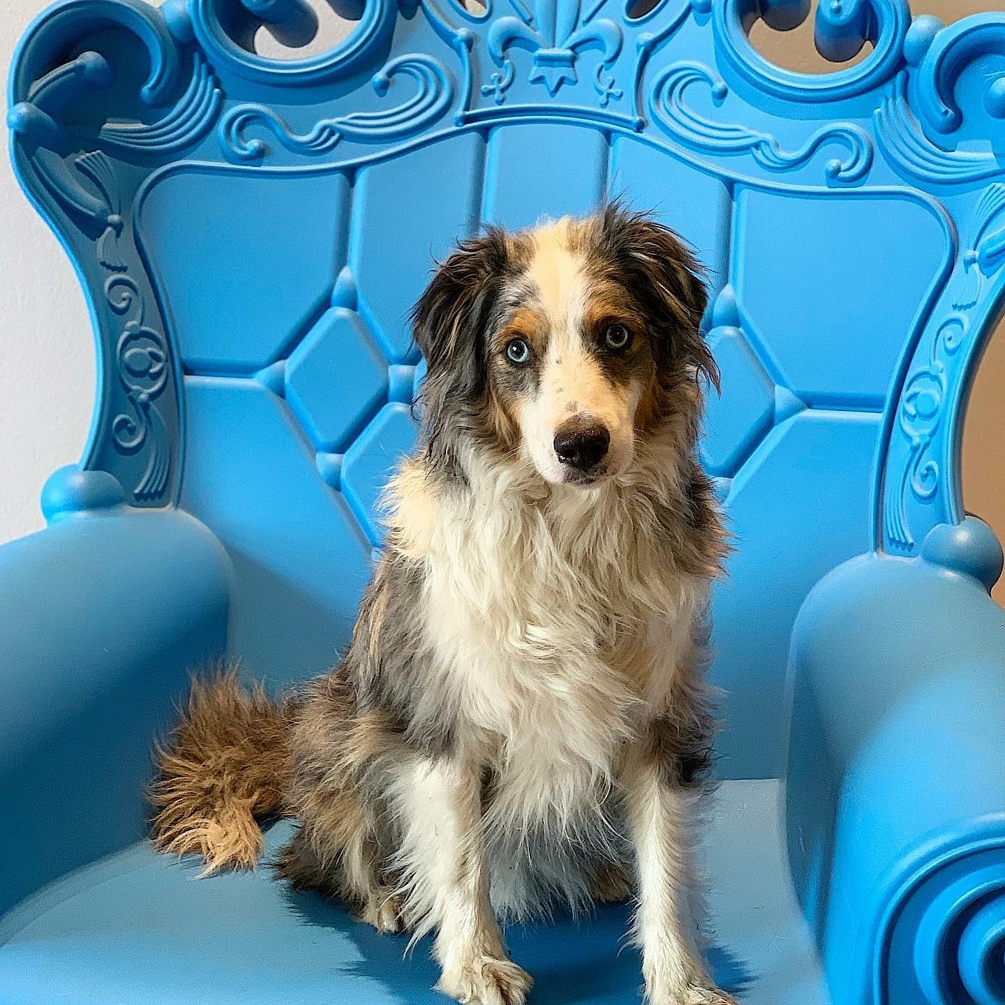Zu sehen ist ein Hund (Henry) auf einem blauen Stuhl 